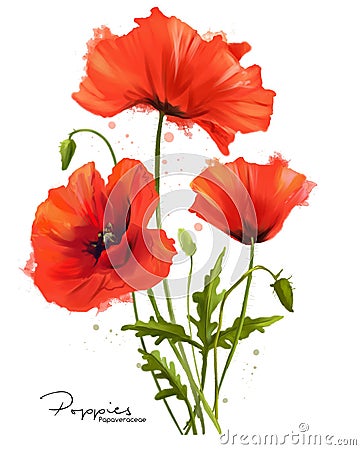 Red Poppies flowers and splashes Stock Photo