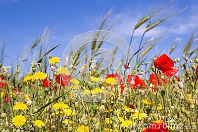 Red poppies and grass on a blue sky Stock Photo