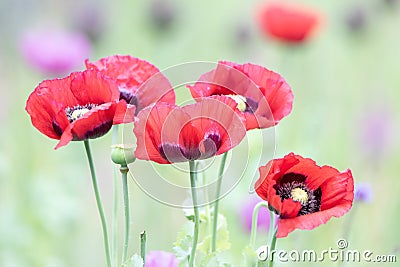 Red poppies with a green background Vector Illustration