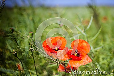 Red Poppies on green field Stock Photo