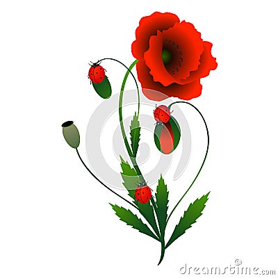 Red poppies and ladybugs. Vector Illustration