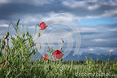 Red Poppies Stock Photo