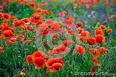 Red poppies and purple bells on a field background Stock Photo