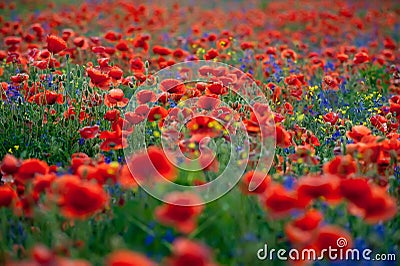 Red poppies and purple bells on green grass Stock Photo
