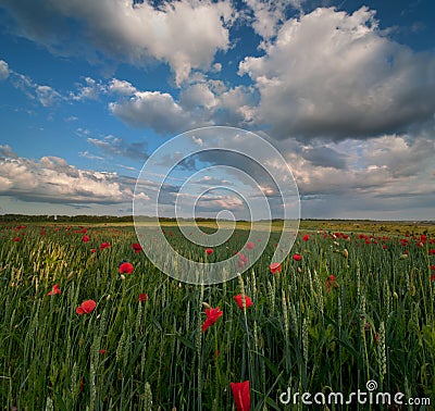 poppies summer field with blue sky and clouds Stock Photo