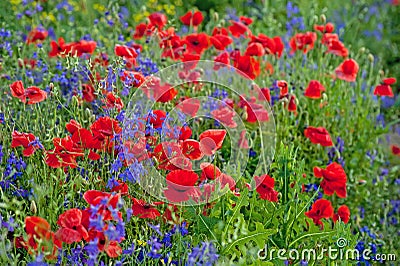 Red poppies on a summer field Stock Photo