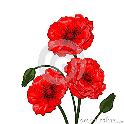 Red Poppies - Vector Vector Illustration