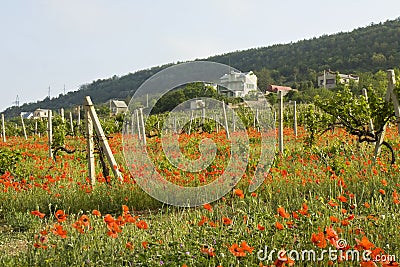 Red poppies and vineyards in hills Stock Photo