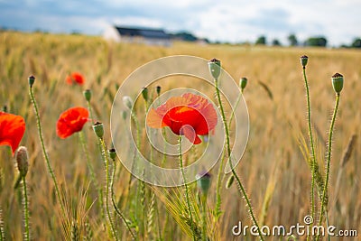 Red poppies in a wheat field Stock Photo