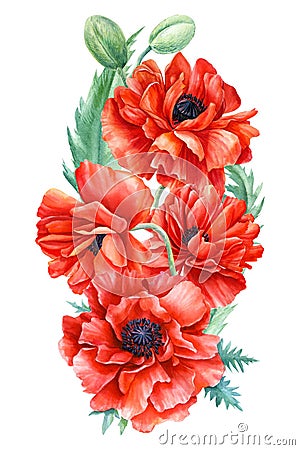 Red poppies on a white background, hand drawing, watercolor drawing, botanical illustration, a bouquet of wildflowers Cartoon Illustration