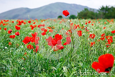 Red poppies. Wild flowers on a background of green grass. Summer natural background Stock Photo