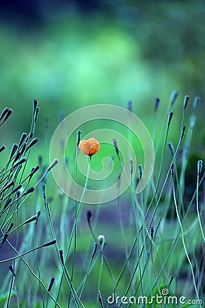 Red poppy Stock Photo