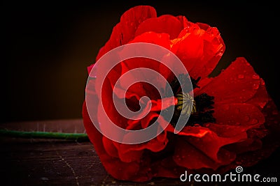 Red Poppy Stock Photo