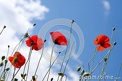 Red poppy Stock Photo