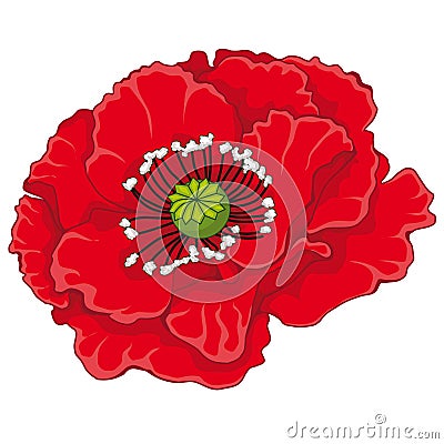 Red poppy blossoms. Stock illustration. Vector Illustration