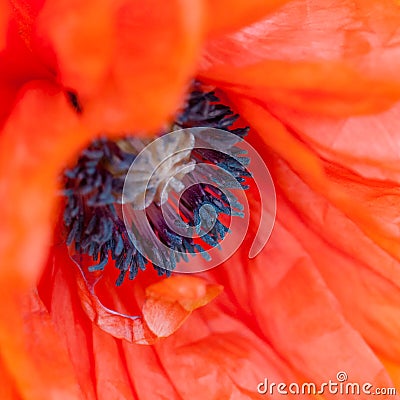 Red poppy close macro shot flower papaver rhoeas square Stock Photo