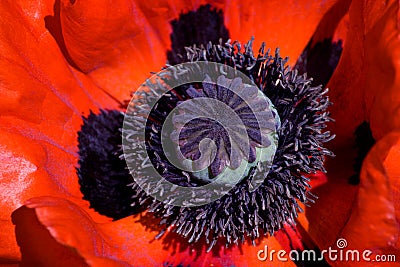 Red poppy close up Stock Photo