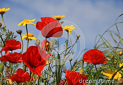 Red Poppy Close Up Stock Photo