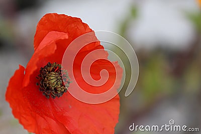 Red Poppy, close up, bokeh Stock Photo