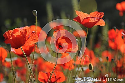 Red poppy dangled gently in the wind Stock Photo