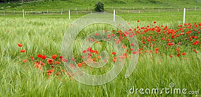 Red Poppy in the field Stock Photo