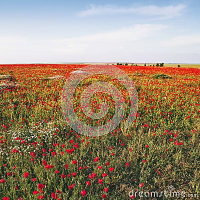 Red poppy field. Nature floral background Stock Photo