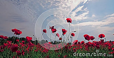 Red poppy field panoramic landscape. Remembrance Anzac Day. Stock Photo