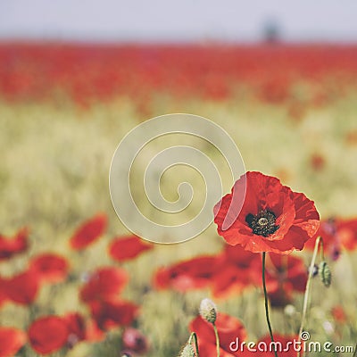 Red poppy field Stock Photo