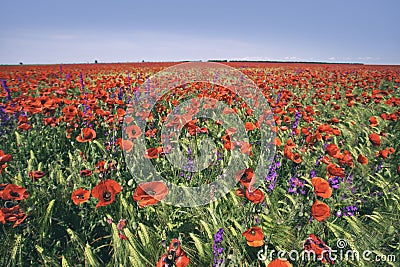 Red poppy field Stock Photo