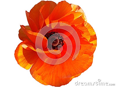 Red poppy flower Stock Photo