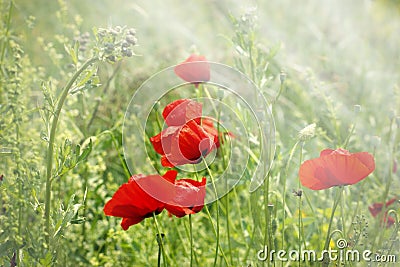 Red poppy flower Stock Photo