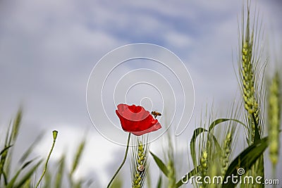 Red poppy flower with bee above it surrounded by green ears of wheat Stock Photo