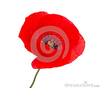 Red poppy flower blossom bright isolated on the white Stock Photo