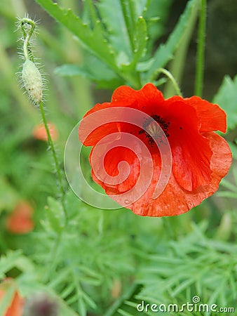 Red poppy flower and a bud Stock Photo