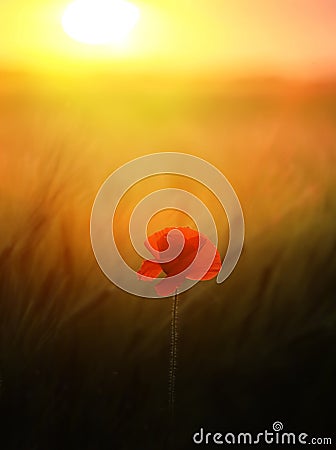 Red poppy flower on a field against the background of the sun. Stock Photo