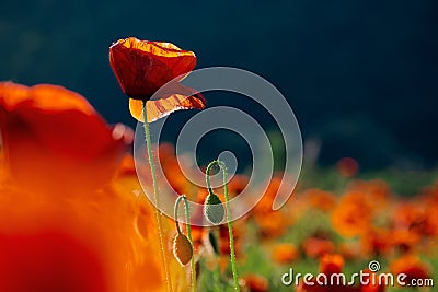 Red poppy flower in the field. wonderful sunny afternoon weather of countryside. blurred nature background Stock Photo
