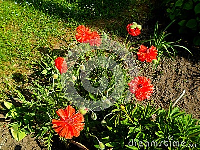 Red poppy flower Stock Photo