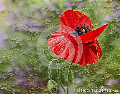 Red Poppy Flower in Garden Abstract Illustration Stock Photo