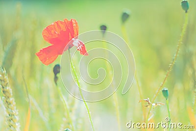 Red poppy flower in green blurred wheat field. Flat look Stock Photo