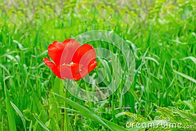 Red poppy flower among green grass. Horizontal frame. Copy space. Stock Photo