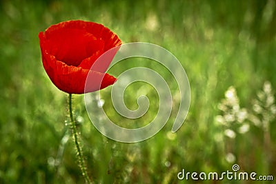 Red Poppy flower in a green meadow Stock Photo
