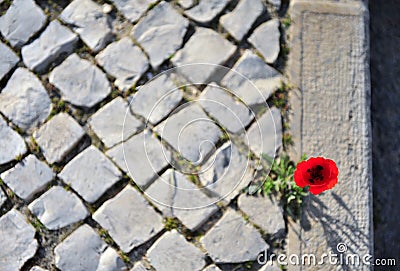 Red poppy flower growing on asphalt road Stock Photo