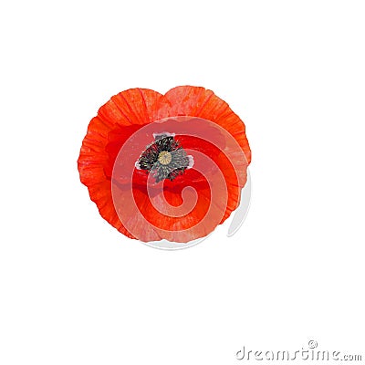 Red Poppy flower isolated on white background, vector illustration Vector Illustration