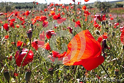 Red poppy flower with many poppies in the background Stock Photo