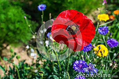 Red poppy flower in summer field. Bold vibrant color in nature Stock Photo