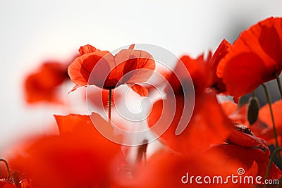 Red Poppy Flowers Stock Photo