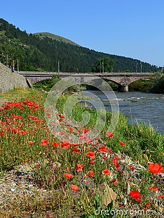 poppy flowers along the river and the bridge Stock Photo