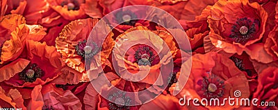 Red poppy flowers background, closeup. Remembrance Day or Armistice Day rolls banner with copy space Stock Photo