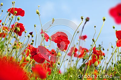 Red poppy flowers blossom on green grass and blue sky blurred background close up, beautiful blooming poppies field sunny summer Stock Photo