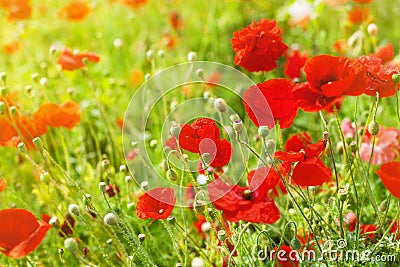 Red poppy flowers blossom, yellow sunlight on green grass blurred background close up, beautiful poppies field in bloom Stock Photo